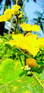 Bright yellow flower and green leaves in nature wallpaper.