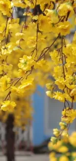 Vibrant yellow blossoms with a blue backdrop on phone wallpaper.