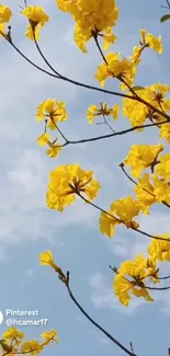 Bright yellow flowers against a blue sky.