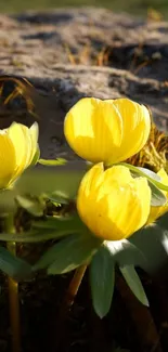 Close-up of vibrant yellow blossoms in nature.