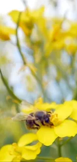 Bee on vibrant yellow blossoms, close-up view.