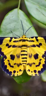 Yellow butterfly with black spots on green leaves.