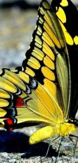 Close-up of a vibrant yellow butterfly standing on a textured surface.