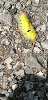 Yellow caterpillar on gravel, vibrant nature wallpaper.