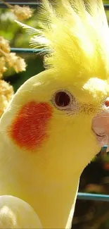 Bright yellow cockatiel in a cage with vibrant feathers.