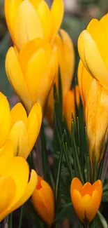 Vibrant yellow crocus flowers in full bloom.