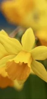 Close-up of vibrant yellow daffodil flowers in full bloom.