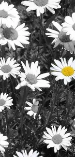 Black and white daisies with one vibrant yellow daisy in focus.