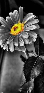 Vibrant yellow daisy on black and white background.