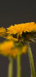 Vibrant yellow dandelions with dark background, perfect for a nature-themed mobile wallpaper.