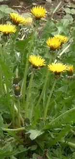 Wallpaper of vibrant yellow dandelions in lush green foliage.