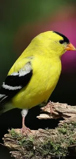 Yellow finch perched on a branch with vibrant background.