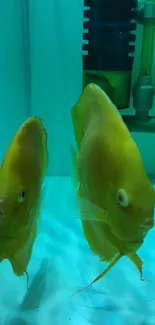 Two vibrant yellow fish swimming in a turquoise aquarium.