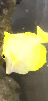 Bright yellow fish swimming in a natural aquarium setting.