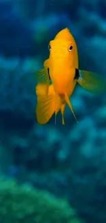 Vibrant yellow fish swimming in blue ocean background.