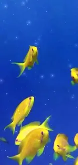 Vibrant yellow fish swimming in a blue ocean background wallpaper.