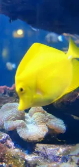 Yellow tropical fish swimming near corals.