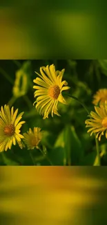 Yellow daisy flowers with lush green background.