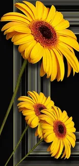 Vibrant yellow sunflowers on black background mobile wallpaper.