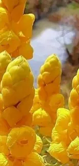 Bright yellow flowers in natural sunlight