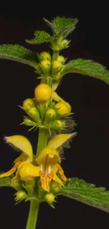 Yellow floral wallpaper with green leaves on dark background.