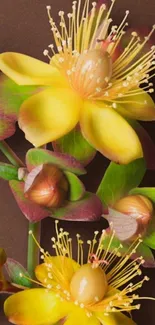 Bright yellow flowers with lush petals on a brown background.