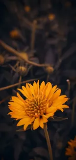 Vibrant yellow flower on dark background.