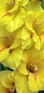 Vibrant yellow gladiolus flowers in bloom for mobile wallpaper.