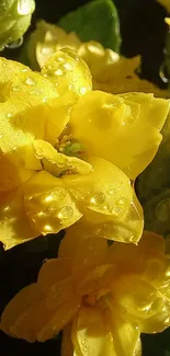 Close-up of vibrant yellow flowers with dewy petals in sunlight.