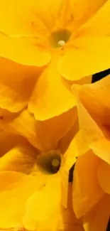 Vibrant yellow flowers with lush green leaves.