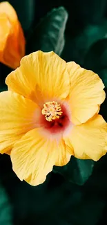 Bright yellow hibiscus flower with green leaves background.