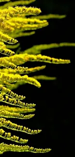 Vibrant yellow floral fern against a dark background.