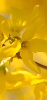 Close-up of vibrant yellow flowers in sunlight background.