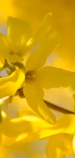 Close-up of vibrant yellow flowers with detailed petals.