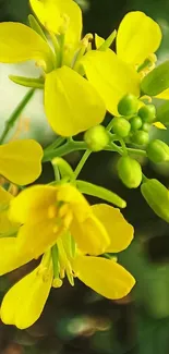 Vibrant yellow flowers with lush green buds on a mobile wallpaper.