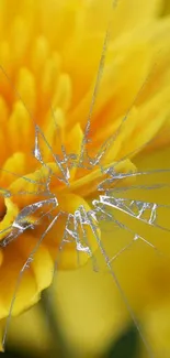 Yellow flower wallpaper with artistic shattered glass effect.