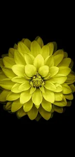 Yellow flower on black background, vibrant and minimalistic design.