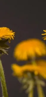 Close-up of vibrant yellow flowers on a dark background, perfect for a mobile wallpaper.