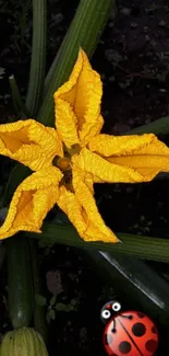 Yellow flower and ladybug on dark green leaves.