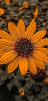 Beautiful close-up of a vibrant yellow flower in bloom with a blurred background.