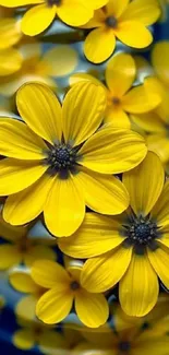 Close-up of vibrant yellow flowers in bloom.