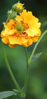 Vibrant yellow flower with green leaves.