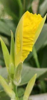 Vibrant yellow flower with green leaves in background.