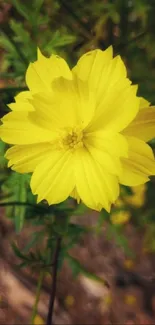 A vibrant yellow flower in full bloom with lush green leaves.