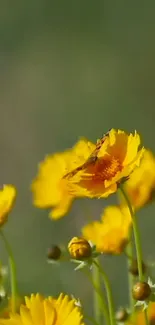 Close-up of vibrant yellow flowers with soft green background.