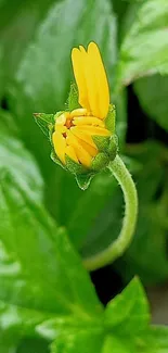 Close-up of a yellow flower bud with green leaves in the background.