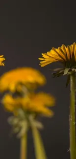 Bright yellow flowers on a dark mobile wallpaper background.