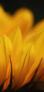 Close-up of a vibrant yellow flower mobile wallpaper.