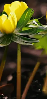 Close-up of vibrant yellow flowers with lush green leaves.