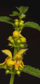 Close-up of a yellow flower with green leaves on a dark background.